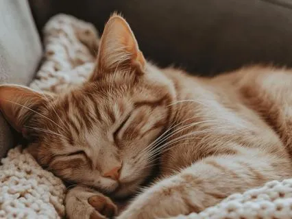 Gratitude Affirmations As You Sleep | 8 Hours