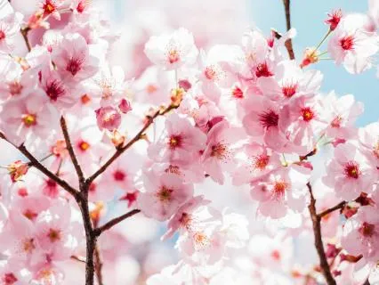 A Peaceful Safe Haven: 10-Minute 432Hz Guided Relaxation