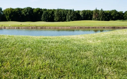 A Peaceful Stroll Through Grass And Water