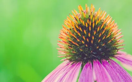 A Personal Mind Which Is Commercial Never Knows Goodness