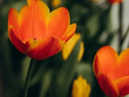 Day 16 - A Pilgrimage Of Stillness- March 29