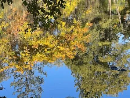 A Poet's Praise At The Pond