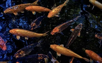 A Practice Of Patience 