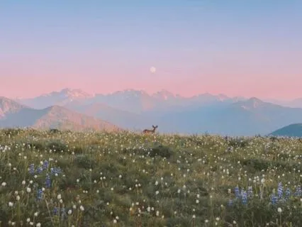A Prayer For Repentance: Finding Grace In The Psalms