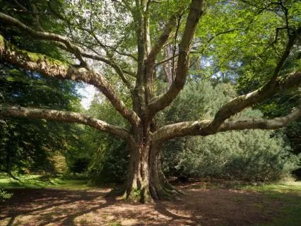 A Prayer For The Earth
