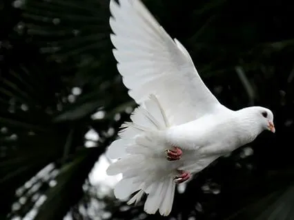 A Prayer For World Peace