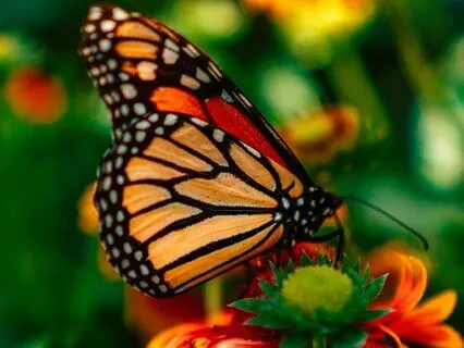 A Prayer Of Gratitude