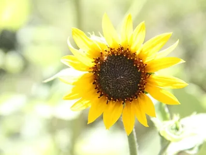 A Prayer of Healing & Comfort