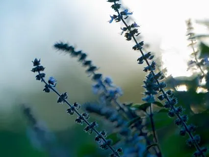 A Prayer To The Four Directions