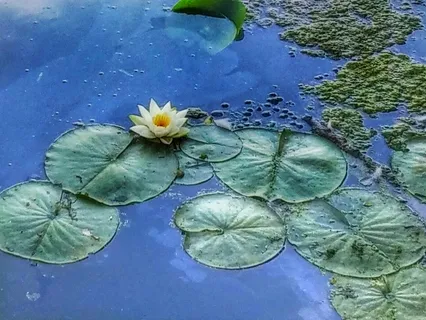 The Path Of Courage & Grace - Contemplative Poem