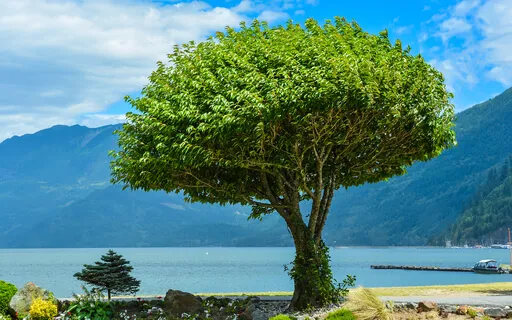 A Psalm Of Meditation Psalm 91 - KJV & Message Bible