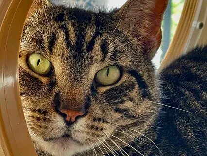 A Quick Meditation For Cat Lovers