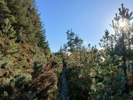 A Quiet Moment For Gratitude (with Music)