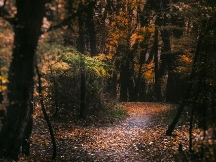 A Rainy Afternoon: 30 Minutes Of Classical Piano In Nature