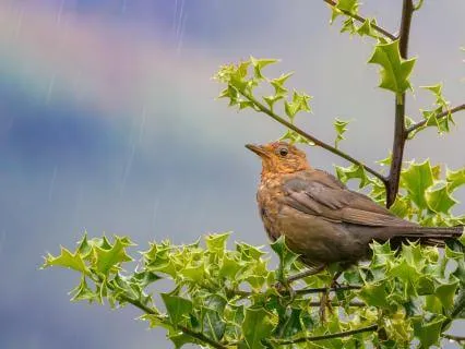 A Rainy Morning In The British Forest - Pure Nature Audio