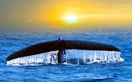 A Ray Of Love & Light - Animal Healing Meditation