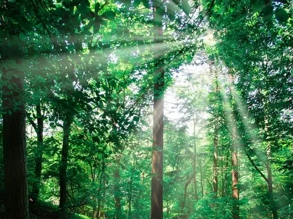 A Reading Of "The Man Who Planted Trees" By Jean Giono