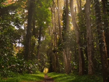 A Relaxation With Ireland's Own Morning Birdsong