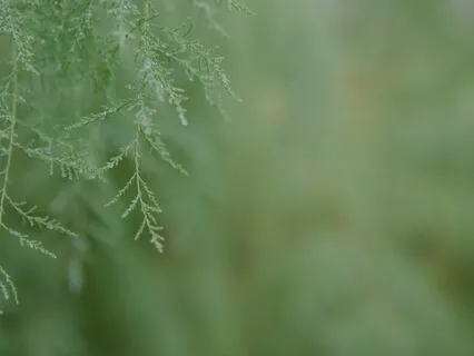 A Relaxing Journey Through The Body