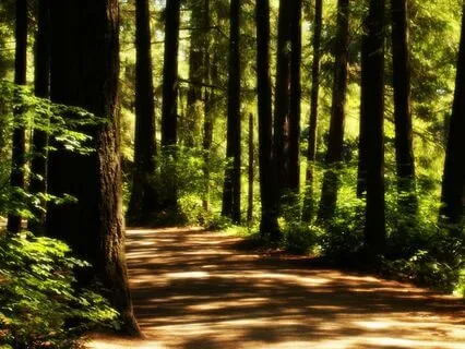 A Relaxing Visualization Forest Walk