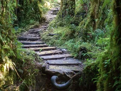 A Restful Sleep High Above A Mystical Rainforest