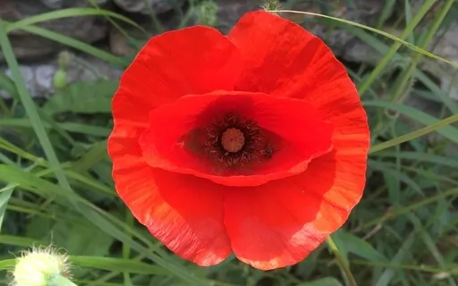 A Return To Innocence (Live Replay: No. 5)