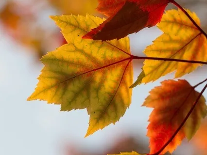 A Ritual To Welcome The Fall Equinox