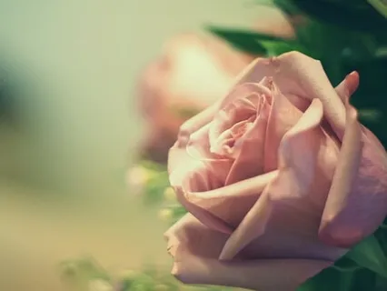 A Rose Quartz Meditation