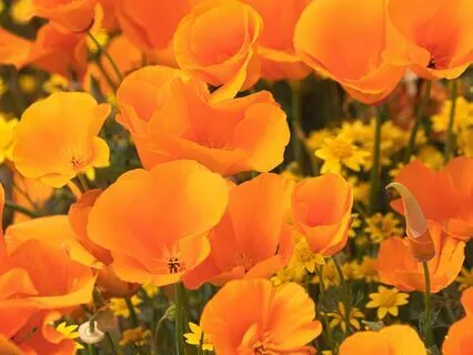 A Sacral Chakra IFS Journey