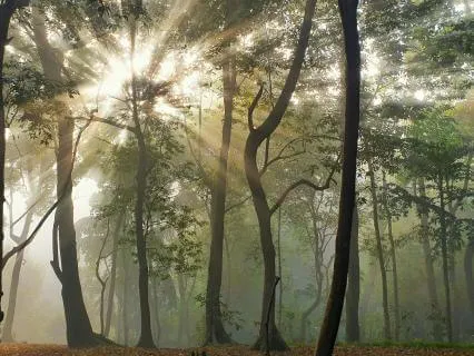A Sanctuary Of Sound