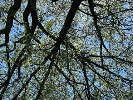 A Seat In The Midst Of Life: Mindfulness Of Sound