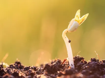 A Seed Surrounded By Nourishing Soil