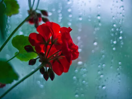 A Self-Love Song (Rain & Piano)