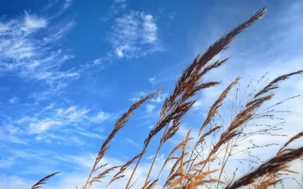 A Sense Of Insecurity Is Behind Seeking Pleasure