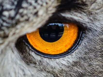 A Sensory Exploration - Sight