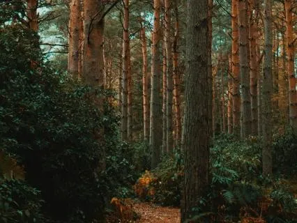 A Sensory Pause In Nature