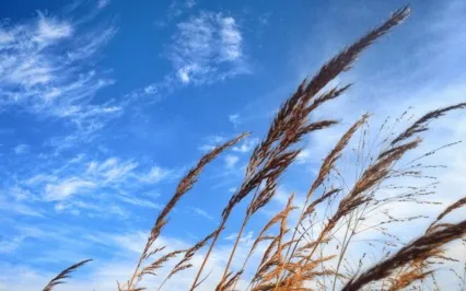 A Serious And Careful Living Is A Joyful Life