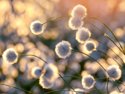 A Short Focused Attention Meditation