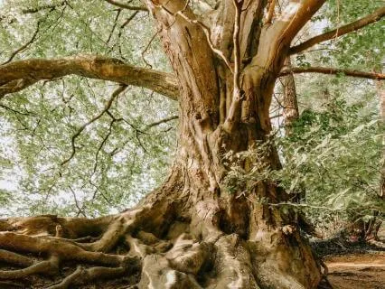 A Short Grounding Meditation