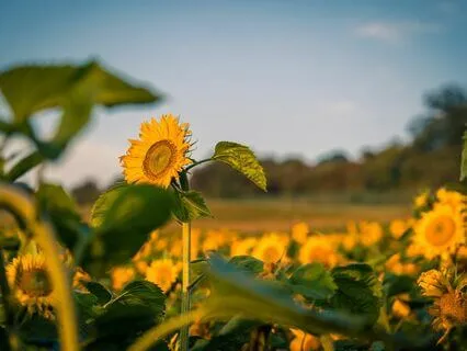 A Short Letting Go Process