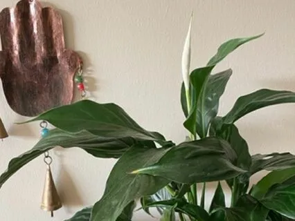 A Short Mediation For Healing