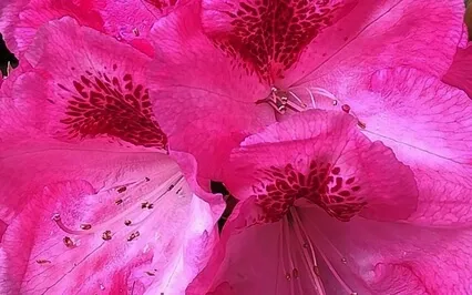 A Short Meditation For Peace Of Mind And Wholeness