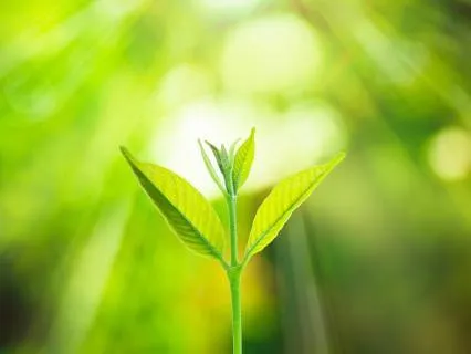 A Short Reset To Start Afresh