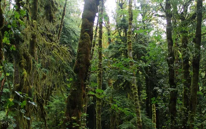 A Short Walk Through The Forest