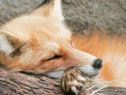 A Short Yoga Nidra Rest For Rejuvenation (Updated)