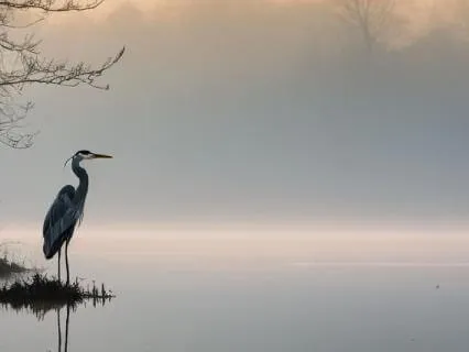 A Silence That Knows
