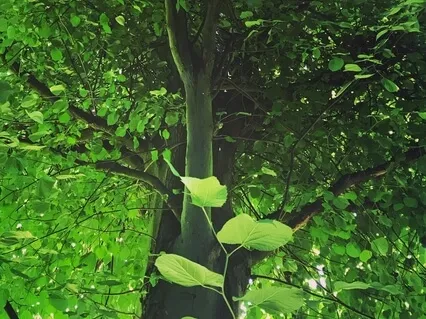 A Simple Breath Practice