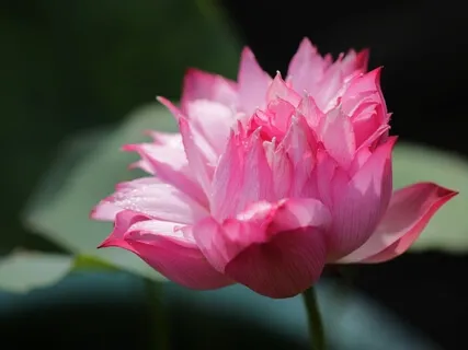 A Simple Morning Ritual 