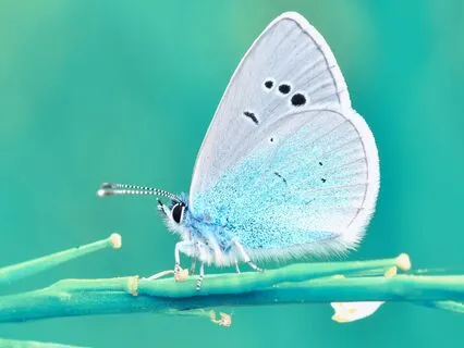 A Simple Practice - Butterfly Hugs