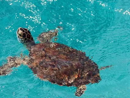 A Simple Practice - Counting Your Breaths